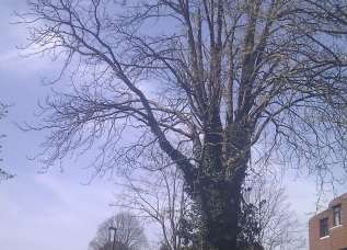 Tree Felling