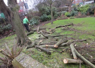 Tree Surgery