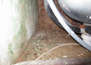 Pharaoh Ant Treatment